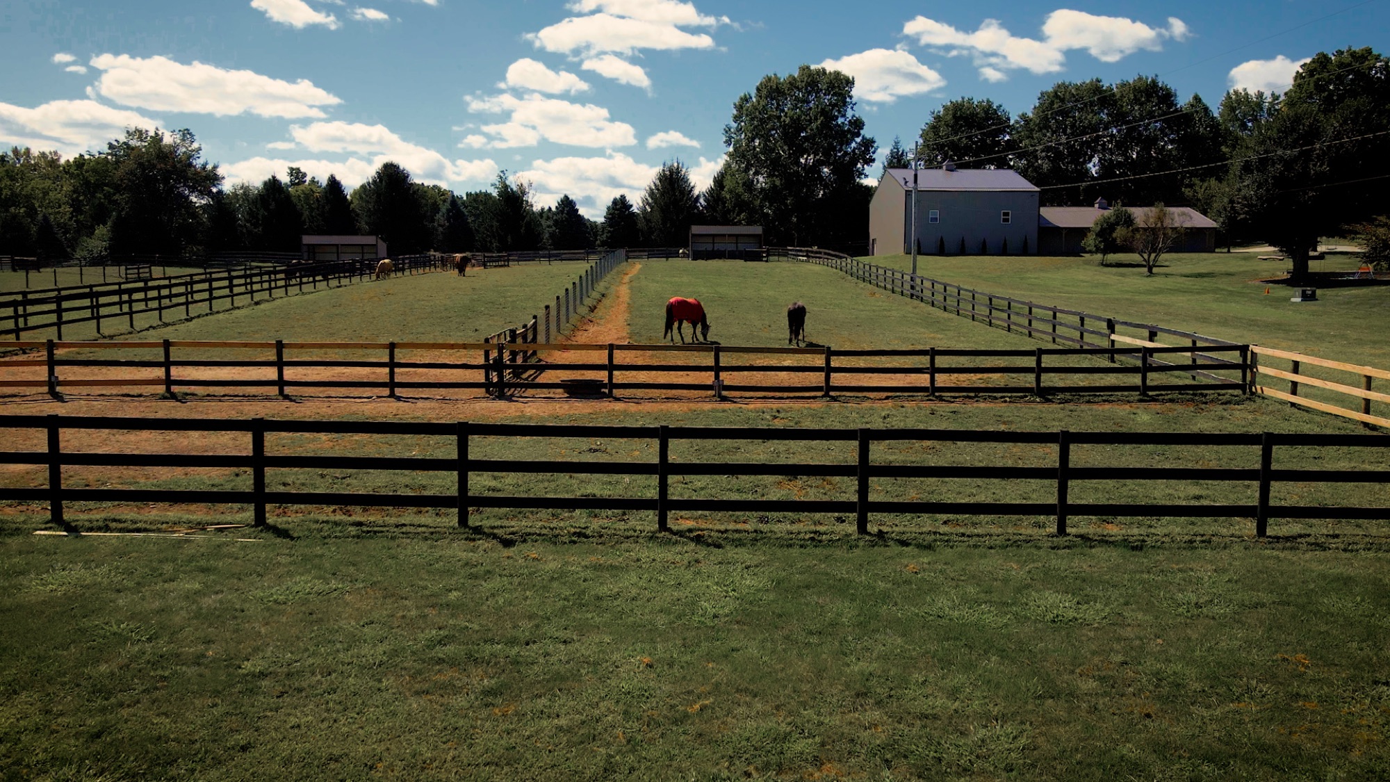 Pasture with horses grazing